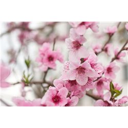 Цветение - Фотообои цветы|цветущие деревья