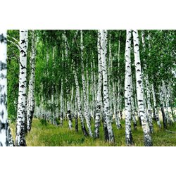 Березы - Фотообои природа|деревья и травы
