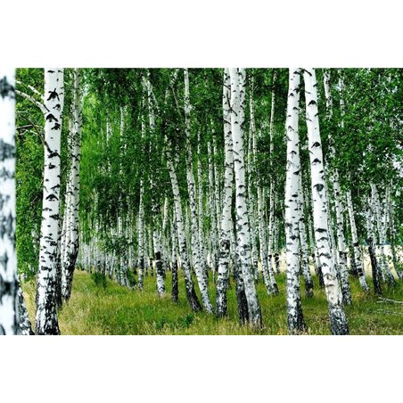 Березы - Фотообои природа|деревья и травы