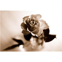 Роза - Фотообои цветы|розы