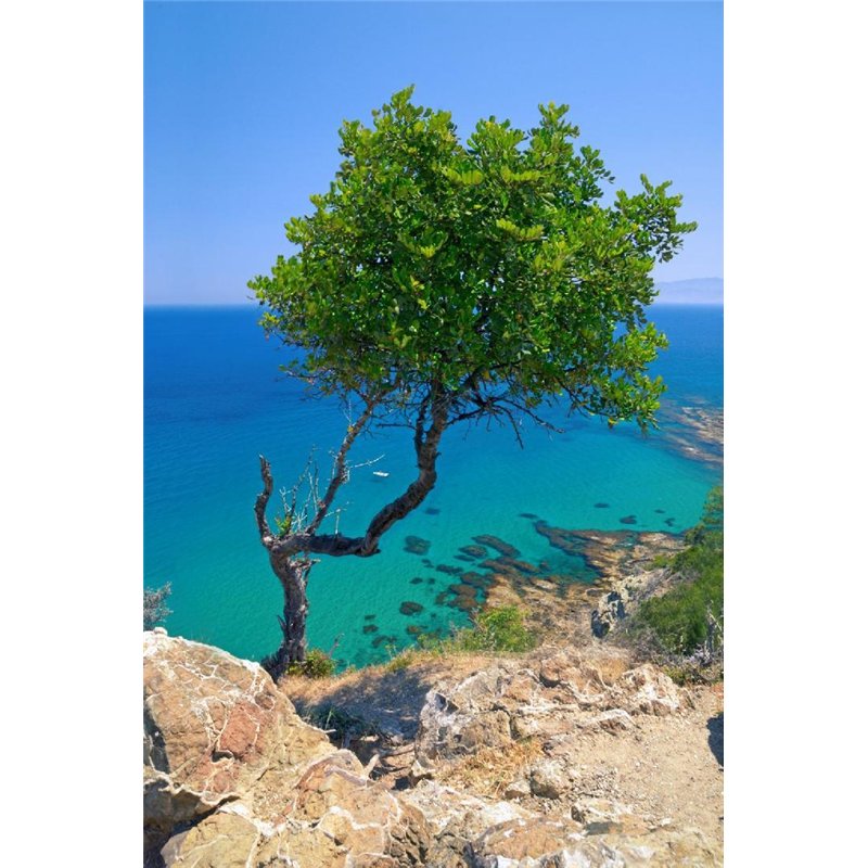 Дерево - Фотообои Море|побережье