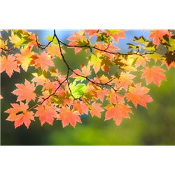 Листья - Фотообои природа|осень