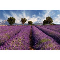 Сиреневые поля - Фотообои природа|поля
