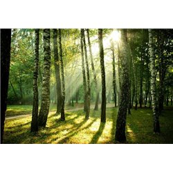 Солнечные лучи - Фотообои природа|лес