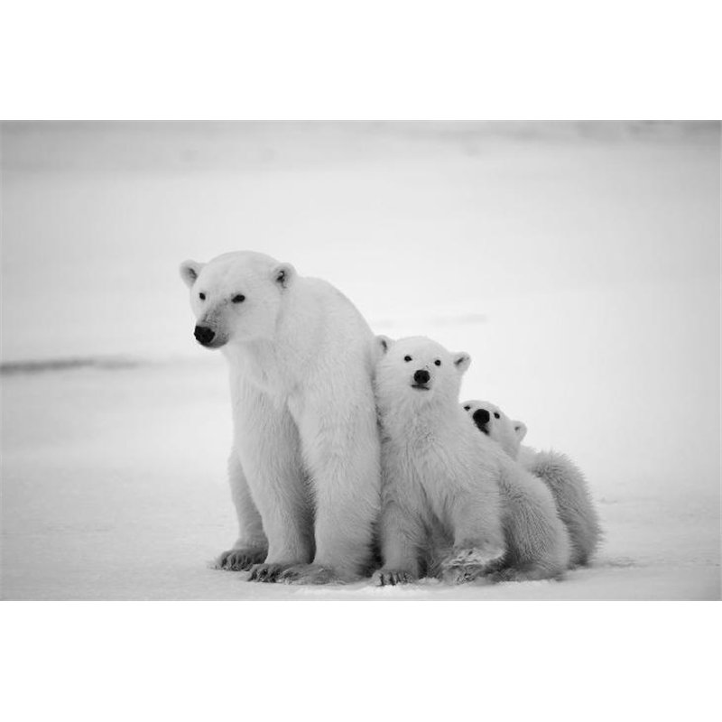 Белые полярные медведи - Фотообои Животные|медведи