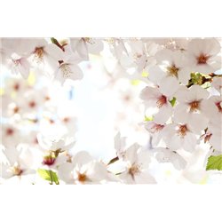 Белые соцветия - Фотообои цветы|цветущие деревья
