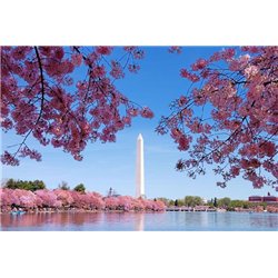 Сакура - Фотообои архитектура|Восток
