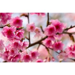 Цветение - Фотообои цветы|цветущие деревья