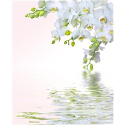 Белые цветы - Фотообои цветы|орхидеи