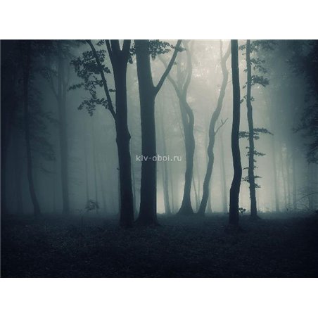 Лес - Черно-белые фотообои