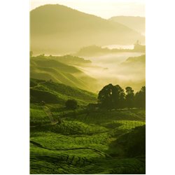 Холмы - Фотообои природа|деревья и травы