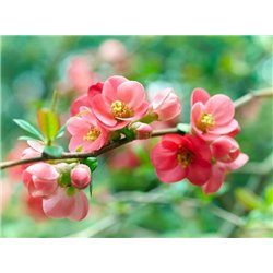 Нежные соцветия - Фотообои цветы|цветущие деревья