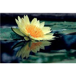 Желтая кувшинка - Фотообои цветы|кувшинки