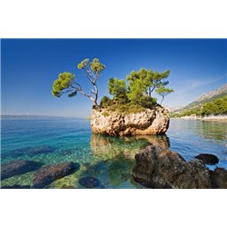 Дерево на камне - Фотообои Море|побережье