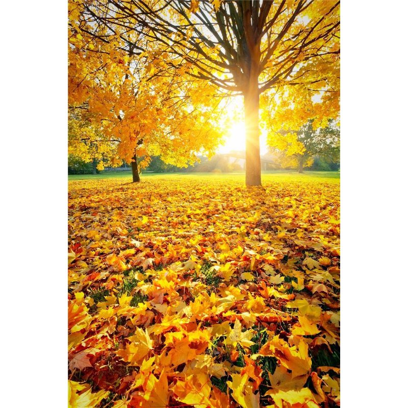 Осень - Фотообои природа|осень