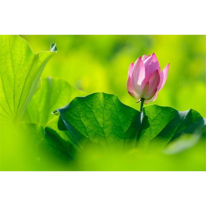 Лилия - Фотообои цветы|кувшинки