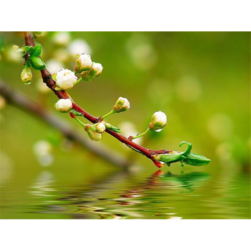 Ветвь в воде - Фотообои цветы|цветущие деревья