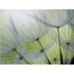 Отцветшие цветы - Фотообои цветы|одуванчик