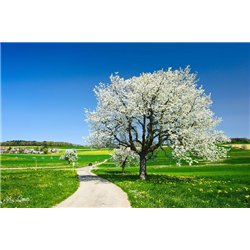 Дорога и цветущее дерево - Фотообои природа|дороги