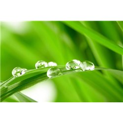 Капельки росы - Фотообои природа|деревья и травы