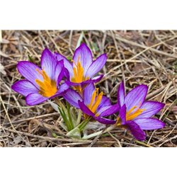 Крокусы - Фотообои цветы|подснежники и крокусы