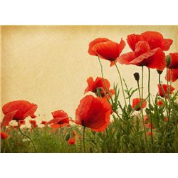 Поле маков - Фотообои цветы|маки