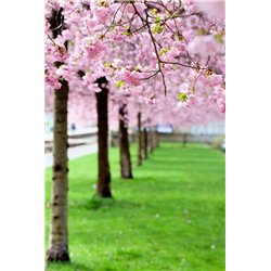 Аллея - Фотообои цветы|цветущие деревья