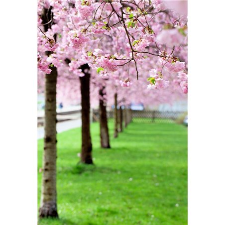 Аллея - Фотообои цветы|цветущие деревья