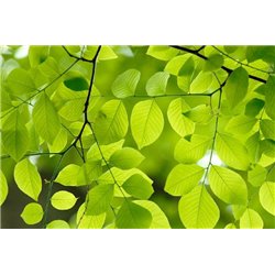 Листики на веточках - Фотообои цветы|листья