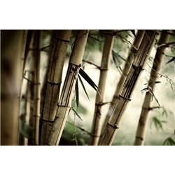 Бамбук - Фотообои природа|бамбук