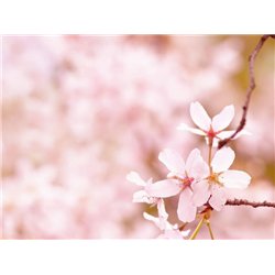 Веточка - Фотообои цветы|цветущие деревья