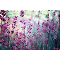 Полевые цветы - Фотообои цветы|полевые