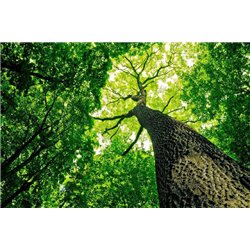 Крона - Фотообои природа|деревья и травы