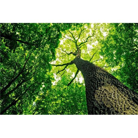 Крона - Фотообои природа|деревья и травы