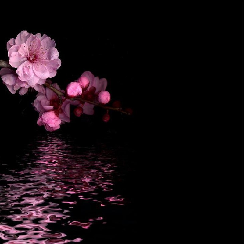 Ночное отражение - Фотообои цветы|цветущие деревья