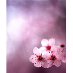Фиолетовые цветочки - Фотообои цветы|другие