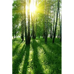 Солнечные лучи - Фотообои природа|деревья и травы