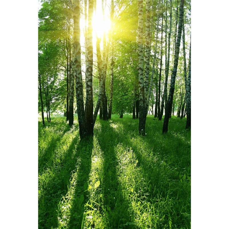 Солнечные лучи - Фотообои природа|деревья и травы