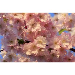 Цветение - Фотообои цветы|цветущие деревья