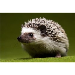 Ежик - Фотообои Животные