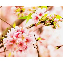 Ветка - Фотообои цветы|цветущие деревья