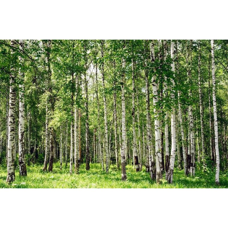 Лес берез - Фотообои природа|деревья и травы