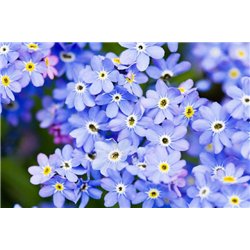 Весенний букет - Фотообои цветы|другие