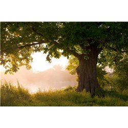 Дерево на фоне заката - Фотообои природа|деревья и травы