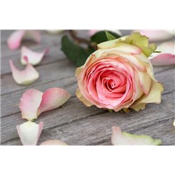 Цветок розы - Фотообои цветы|розы