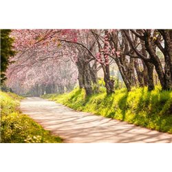 Аллея из сакур - Фотообои Расширяющие пространство