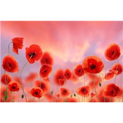 Маковые просторы - Фотообои цветы|ромашки