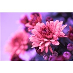 Розовые хризантемы - Фотообои цветы|другие