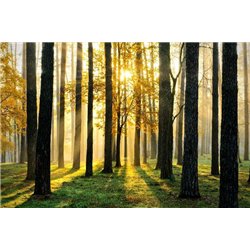 Осеннее утро - Фотообои природа|лес
