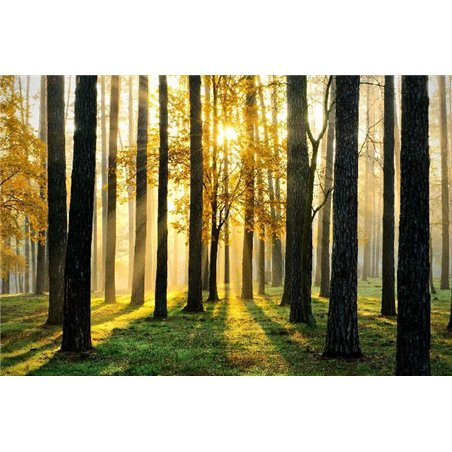 Осеннее утро - Фотообои природа|лес